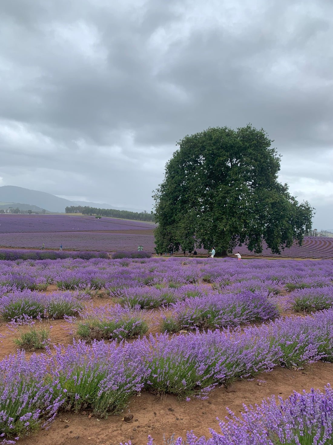 Lavendar Farm_Launceston