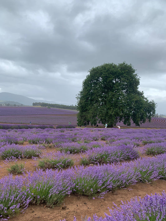 Lavendar Farm_Launceston